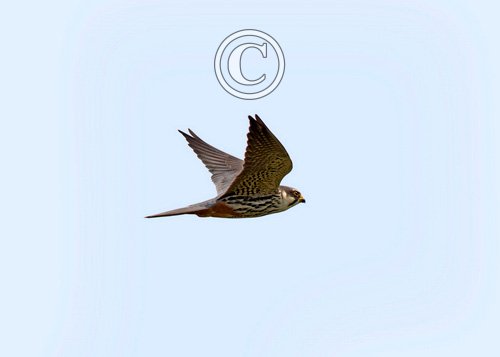 Hobby in Flight DM1868